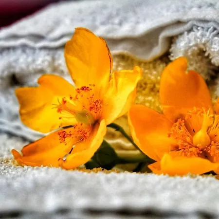 Milu Bed and Breakfast